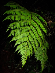 Cyathea microdonta