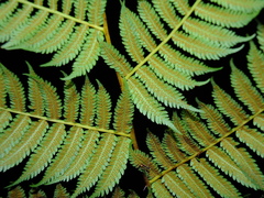 Cyathea microdonta
