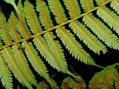 Cyathea microdonta