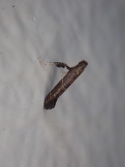 Caloptilia teucra