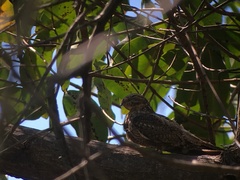 Chordeiles acutipennis