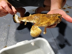 Ogcocephalus nasutus