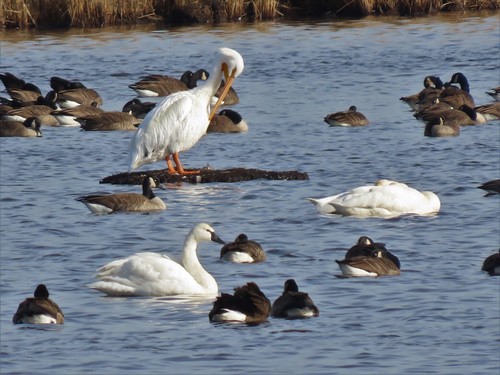 American White Pelican photographed in Maryland