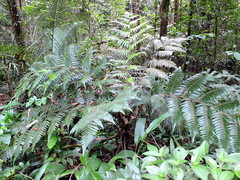 Cyathea cyatheoides