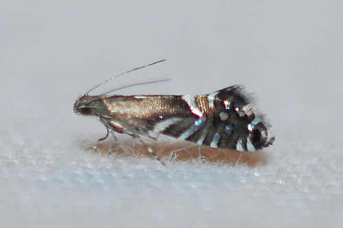 Glyphipterix saurodonta