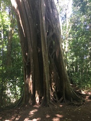 Ficus dendrocida