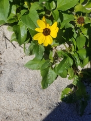 Helianthus debilis image