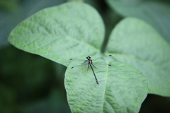 Davidius fruhstorferi