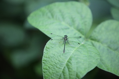 Davidius fruhstorferi