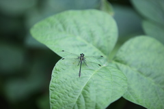 Davidius fruhstorferi