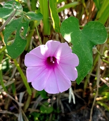 Ipomoea rubens