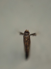 Caloptilia teucra
