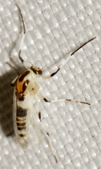 Cricotopus sylvestris