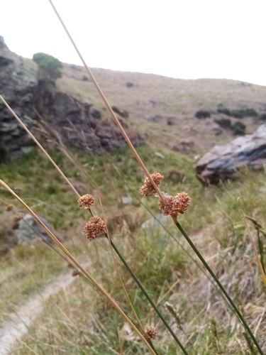 Juncus australis Hook.fil.