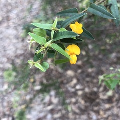 Podolobium aciculiferum