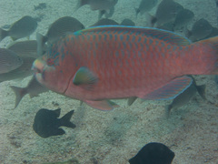 Scarus perrico