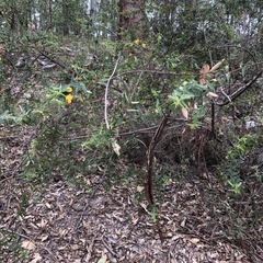 Podolobium aciculiferum