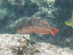 Halichoeres chierchiae