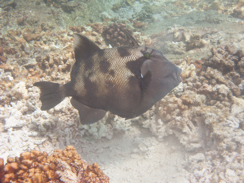 Stone Triggerfish