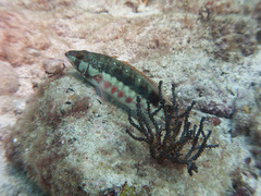 Serranus psittacinus