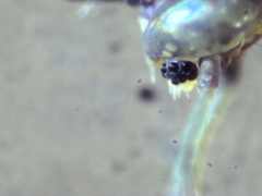 Ptenothrix beta
