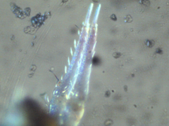 Ptenothrix beta