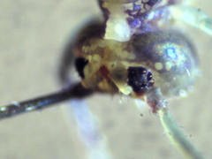 Ptenothrix beta