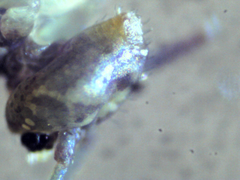 Ptenothrix beta