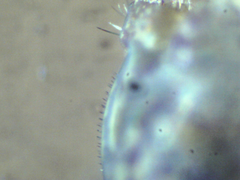 Ptenothrix beta