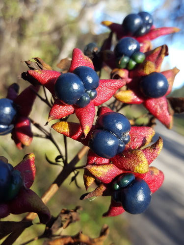 Clerodendrum indicum