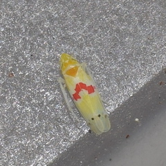 Dikrella cockerellii