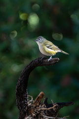 Vireo solitarius