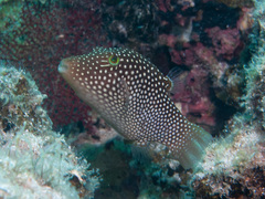 Canthigaster punctatissima