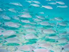 Haemulon maculicauda