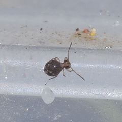 Ptenothrix beta