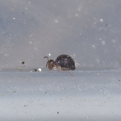 Ptenothrix beta