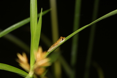 Dendropsophus branneri
