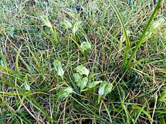 Pterostylis australis