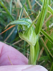 Pterostylis australis