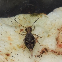 Ptenothrix beta