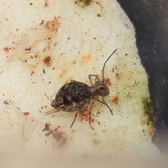 Ptenothrix beta