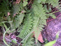 Cystopteris diaphana