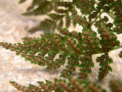 Cystopteris diaphana