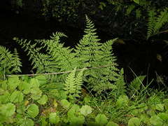 Cystopteris diaphana