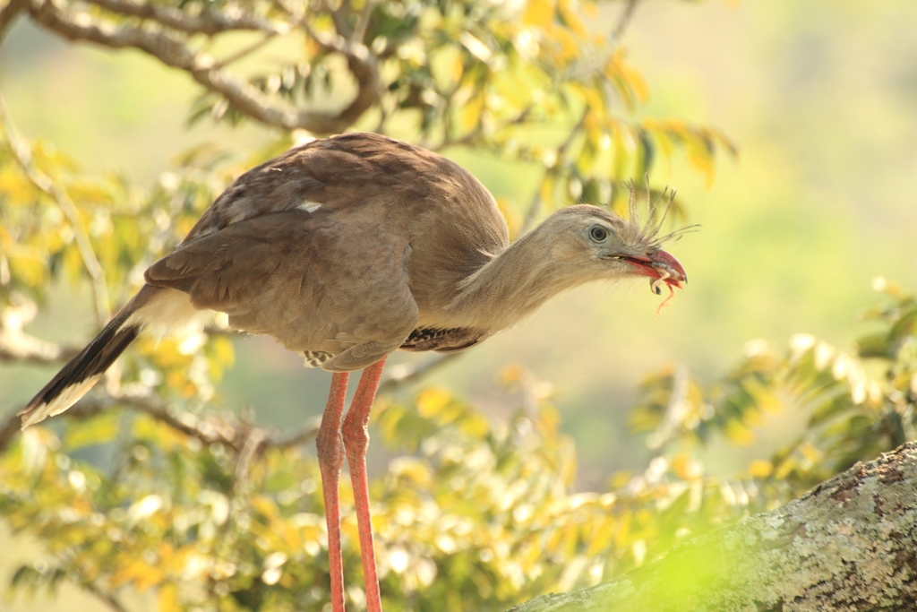 Red-legged Seriema (Cariama cristata) photo