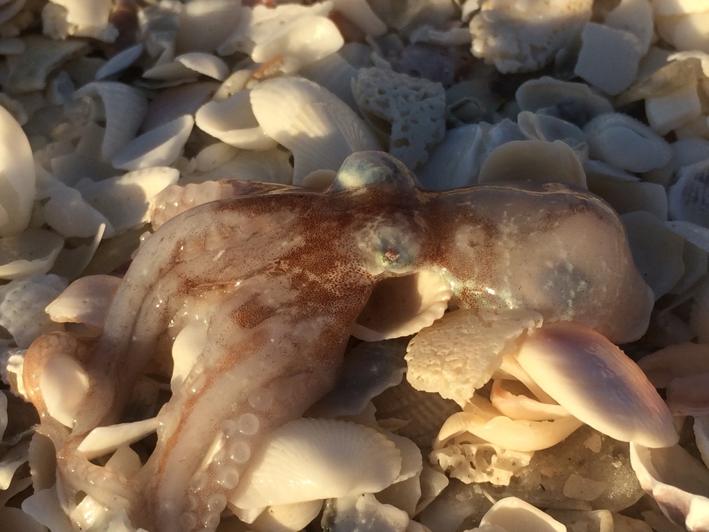 Caribbean Dwarf Octopus