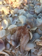 Paroctopus mercatoris