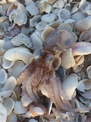 Paroctopus mercatoris