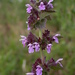 Black Horehound - Photo (c) Bastiaan, some rights reserved (CC BY-NC-ND)