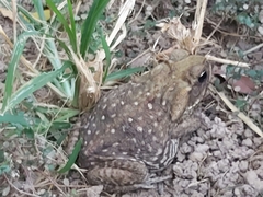 Rhinella horribilis
